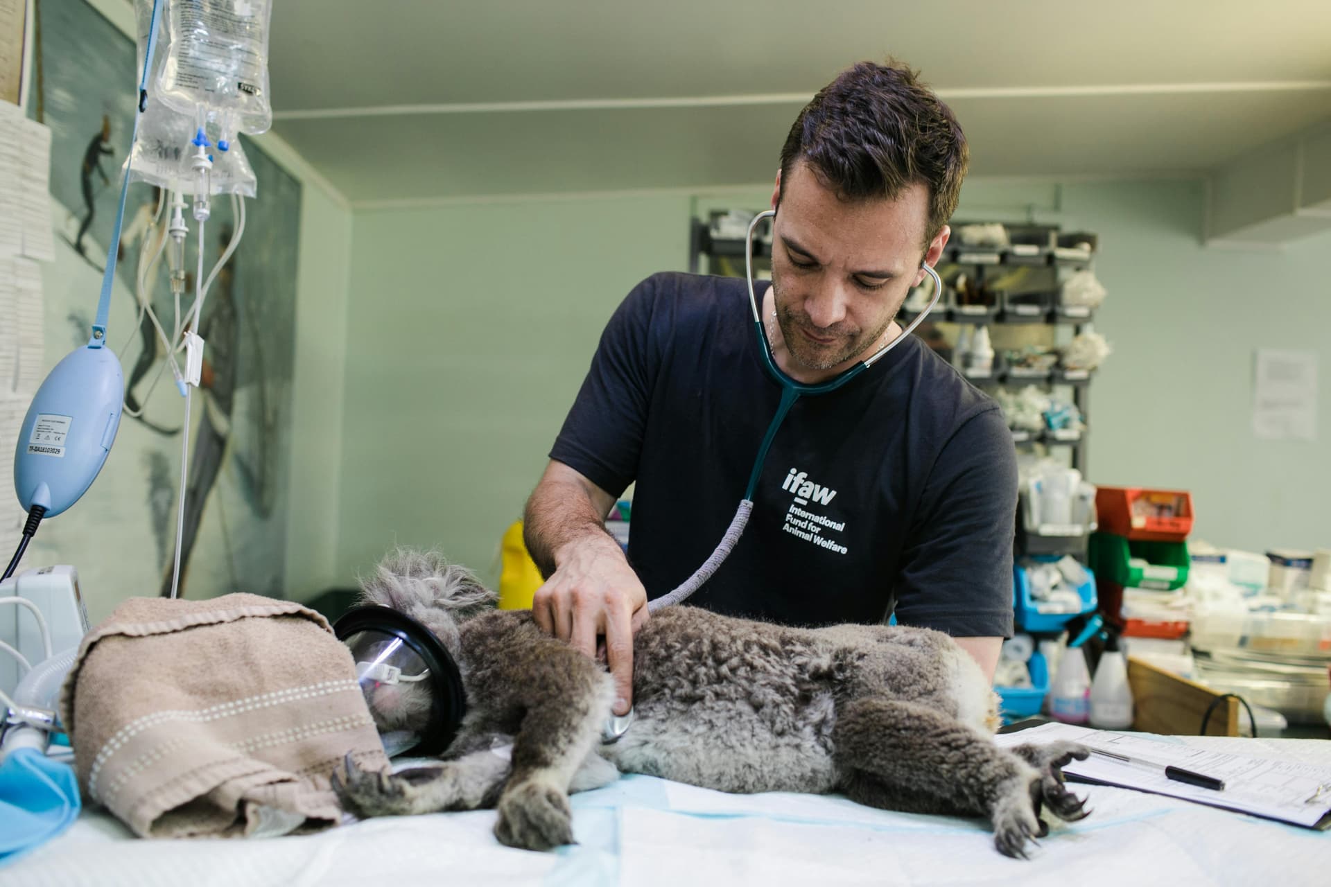 Do All Vets Take Pet Insurance? What to Know Before Buying