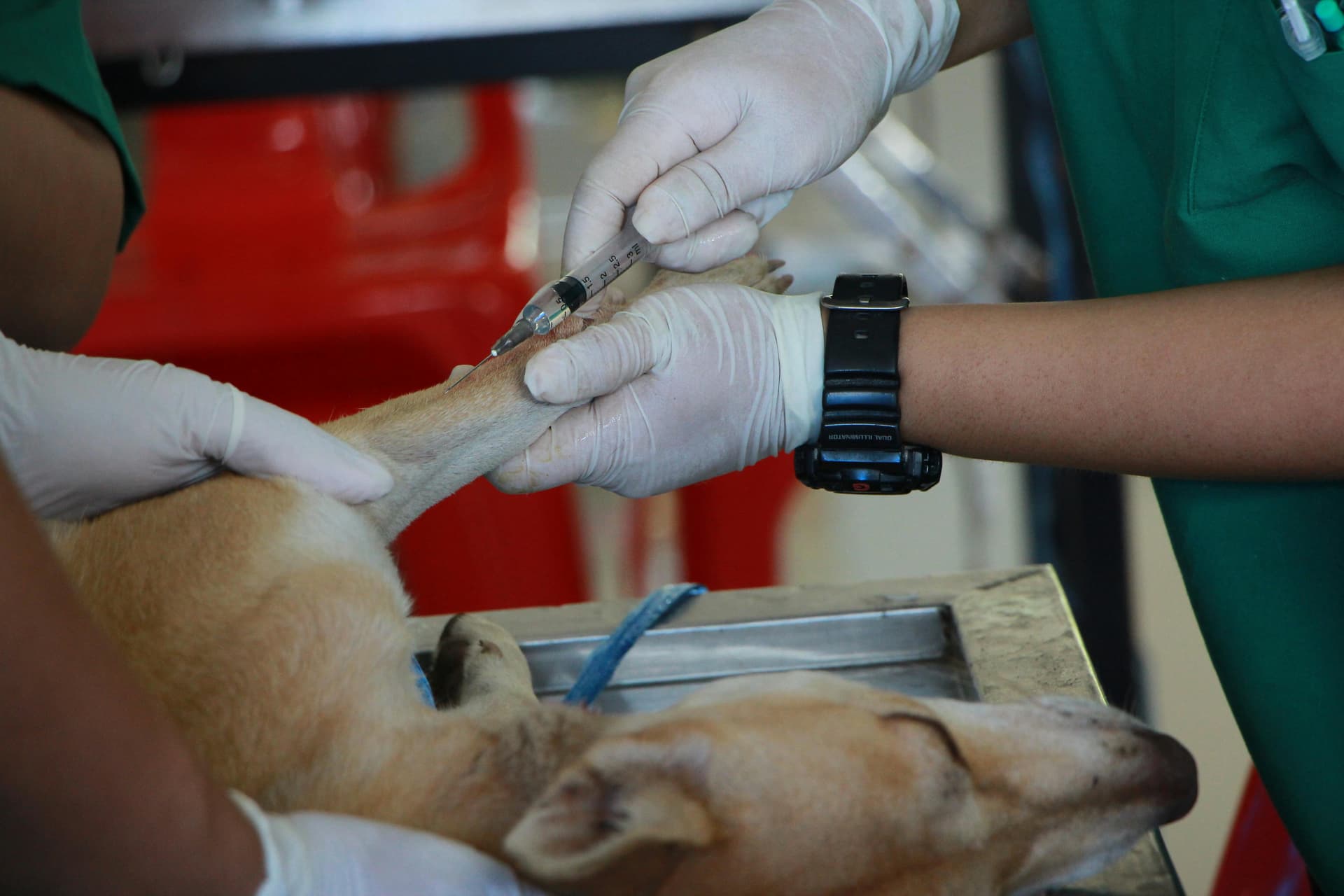 Does Pet Insurance Cover Vaccines in 2025?
