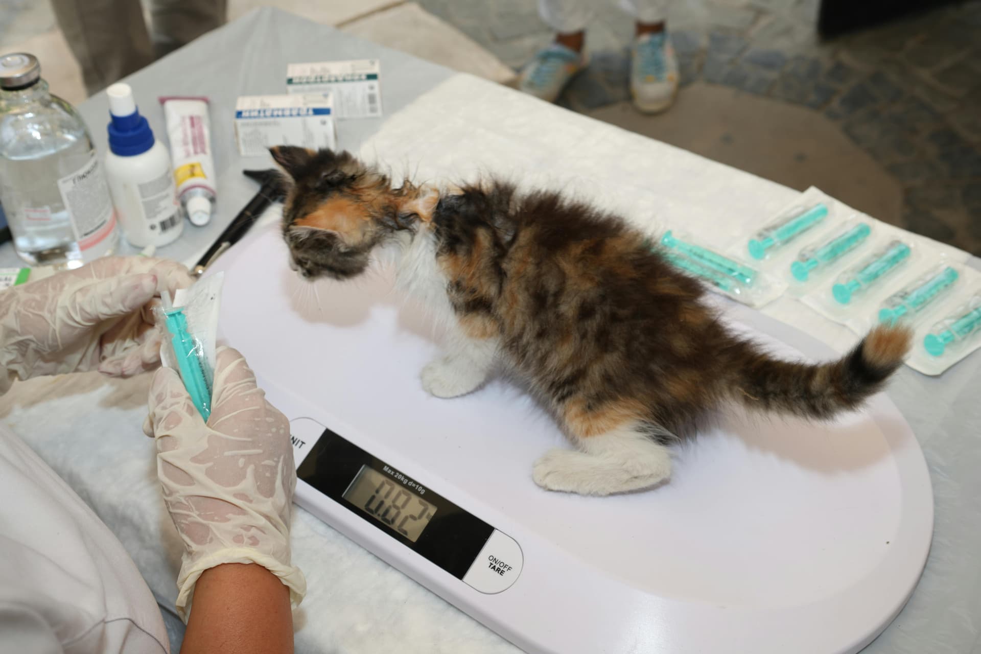 Is Pet Insurance Worth It? Hidden Benefits You Should Know