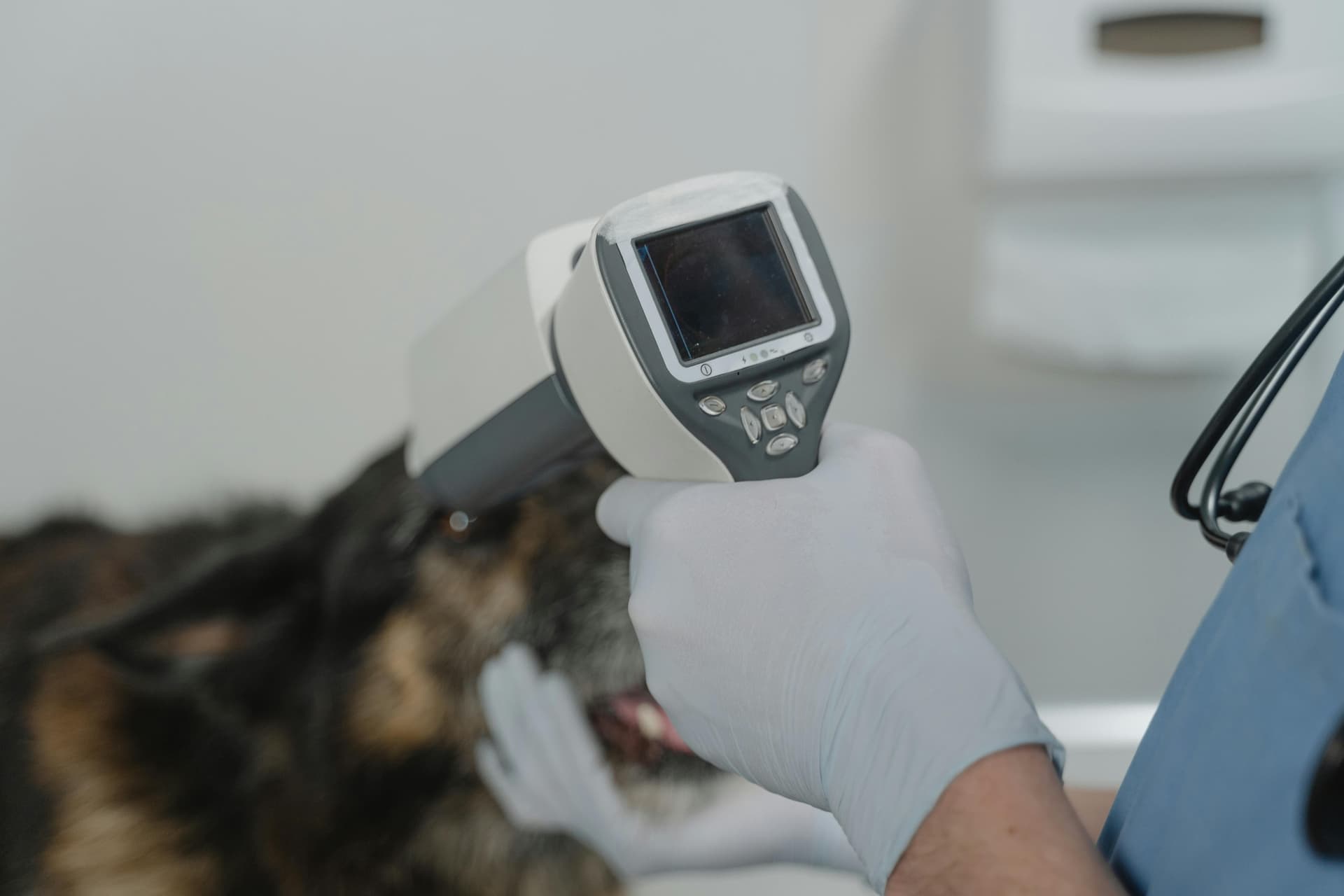 7 Pet Insurance Gaps That Blow Up Your Budget