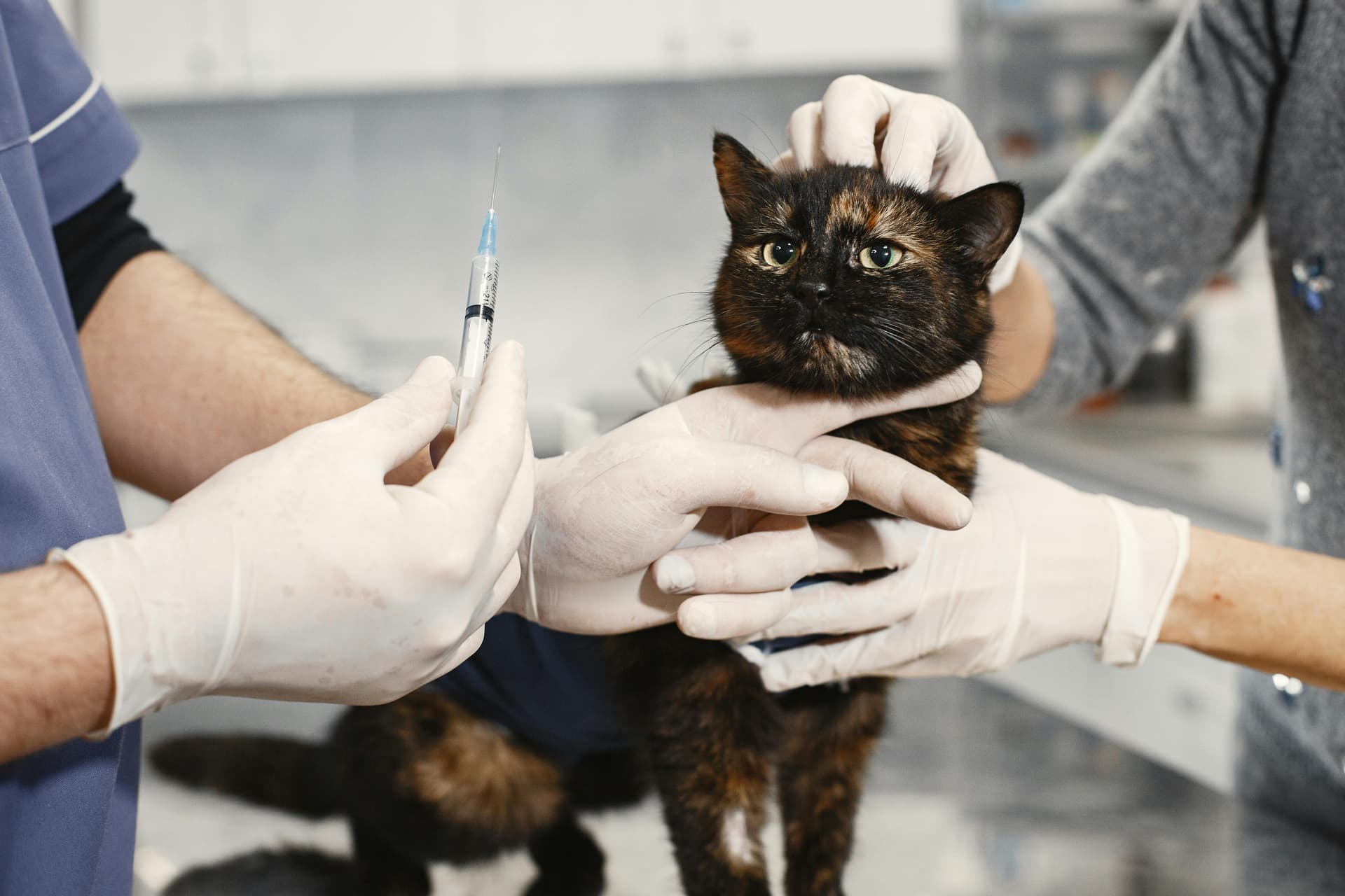 Wellness vs Coverage: Insurance Guide