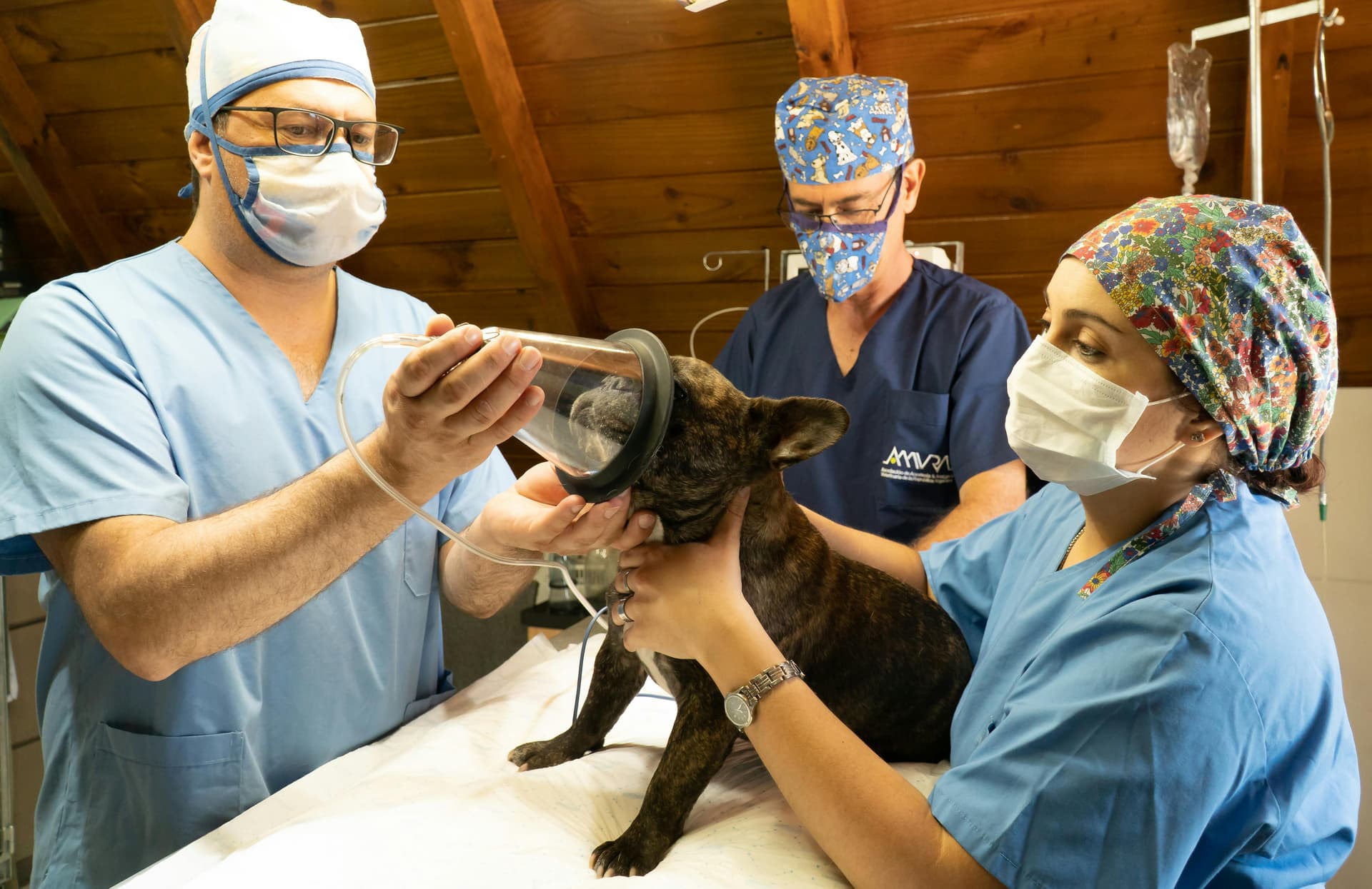 Real Cost of Vet Procedures & Emergencies