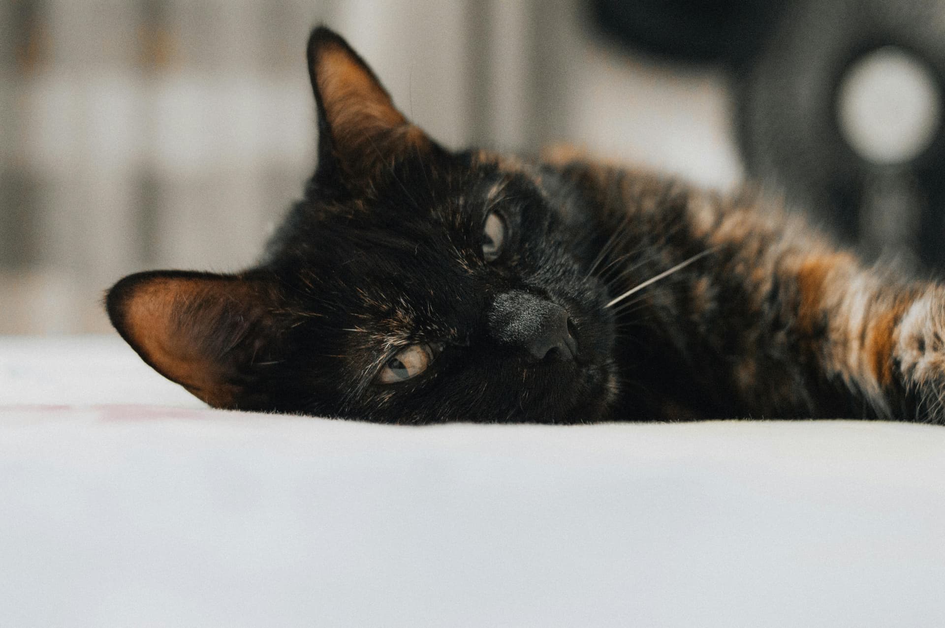 Is Cat Insurance Worth It for Older Cats?