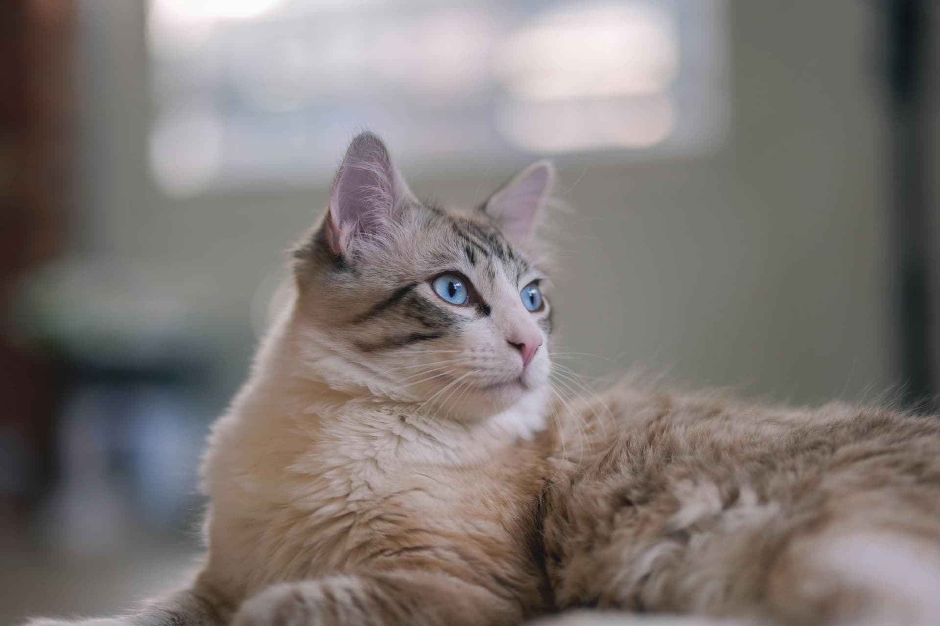 What Cat Insurance Covers in 2025