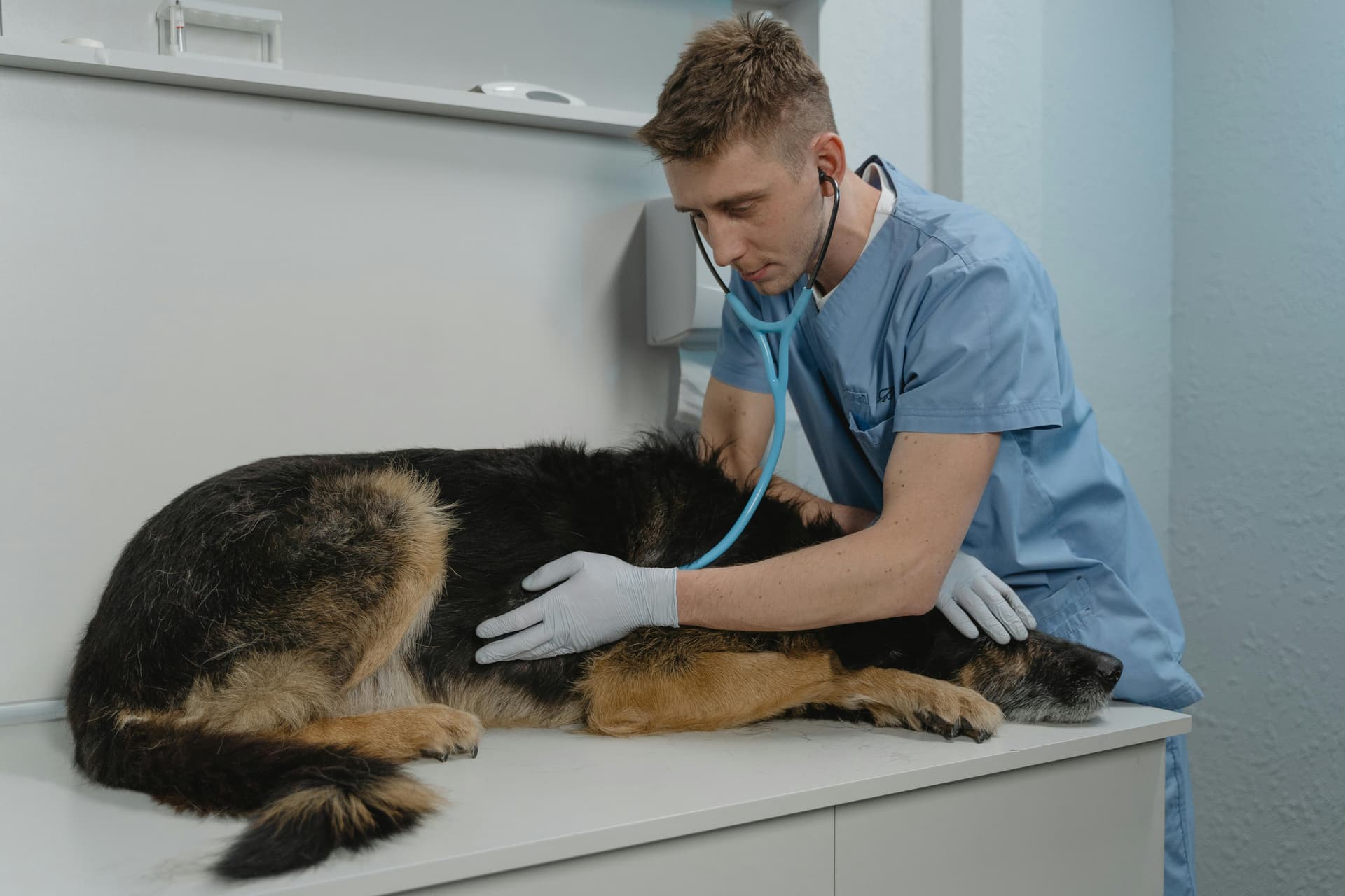 “My Dog Needed Knee Surgery” What Reviews Reveal About Pet Insurance Coverage