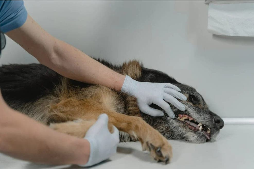 Holiday Foods Your Pet Should Never Eat — Save This for Christmas Week!