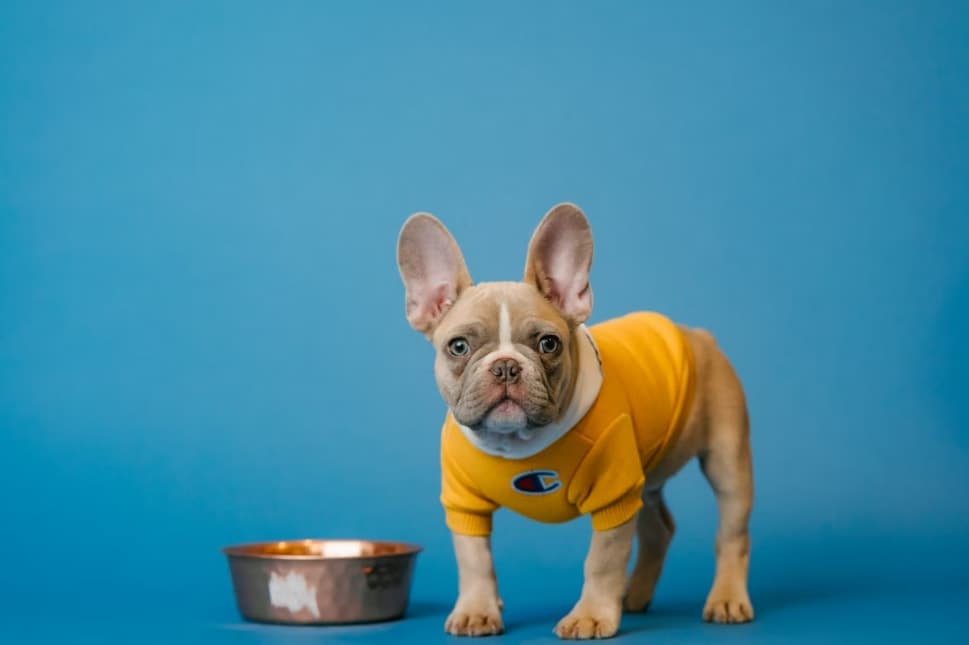 Can Dogs Eat Zucchini? Benefits, Risks, and Serving Tip